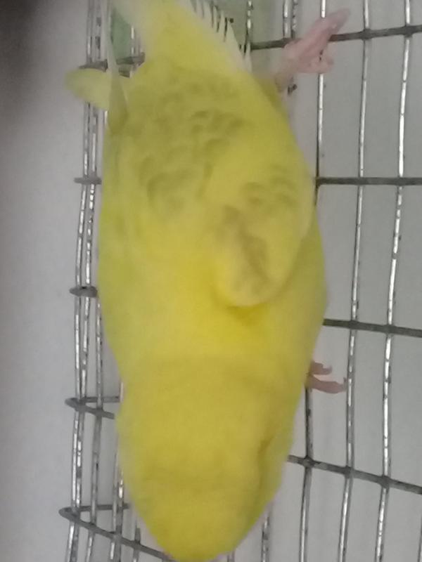 صورة