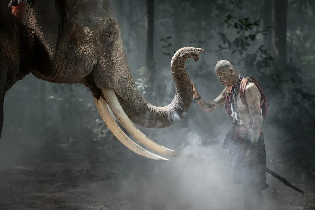 погонщик слонов сара ваутерс