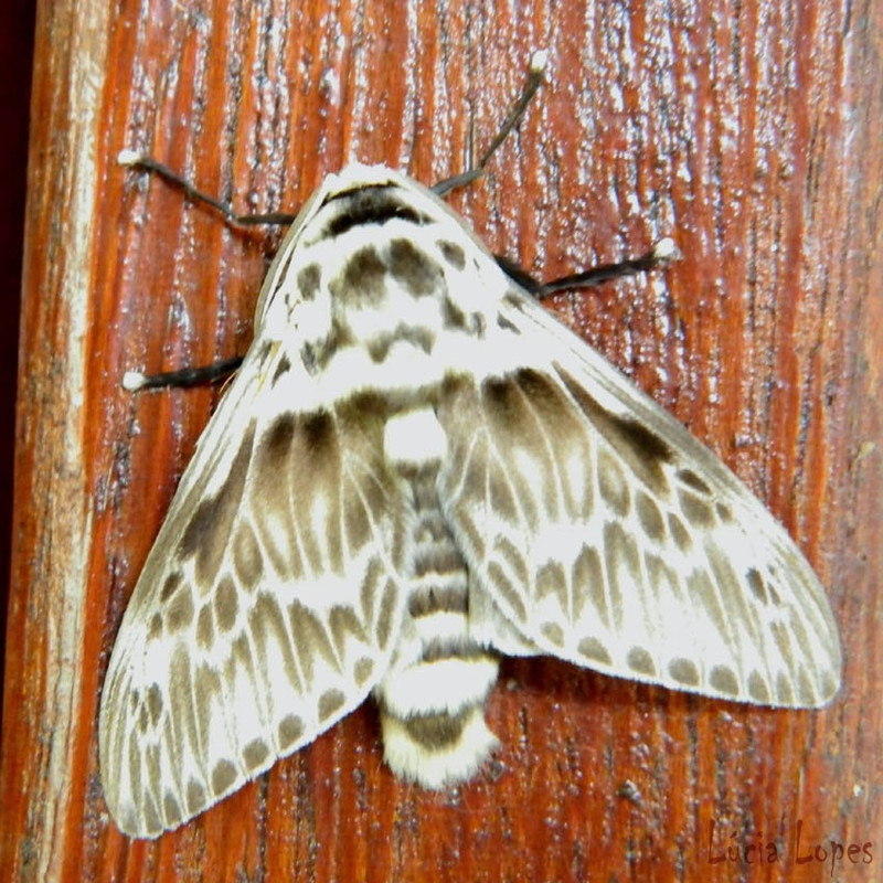 Mariposa-Lucia-mariposa-podalia-no-rio-de-janeiro.jpg