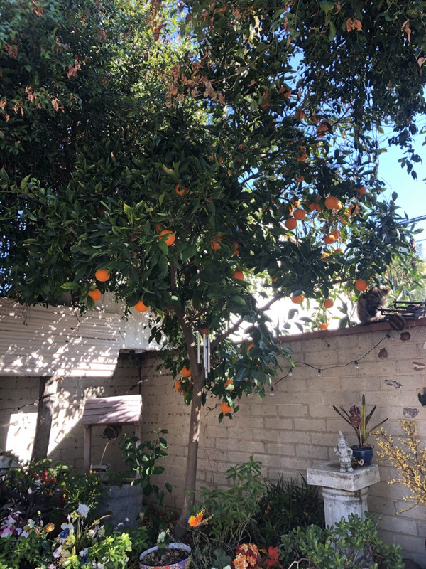 3DF3B615-5848-41AA-B9F2-B60D95DFADF5_1_105_c