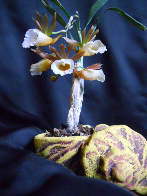 DSCN7007