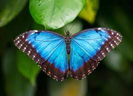 butterfly-blue.jpg