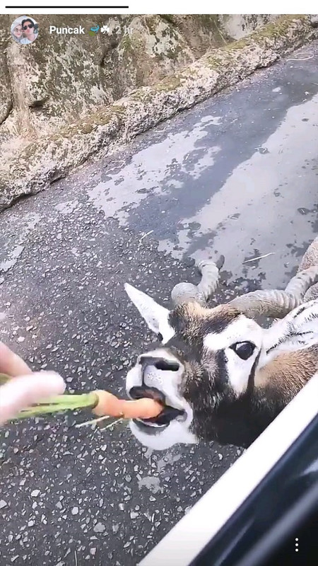 Rusa sedang melahap wortel pemberian Cut Meyriska.