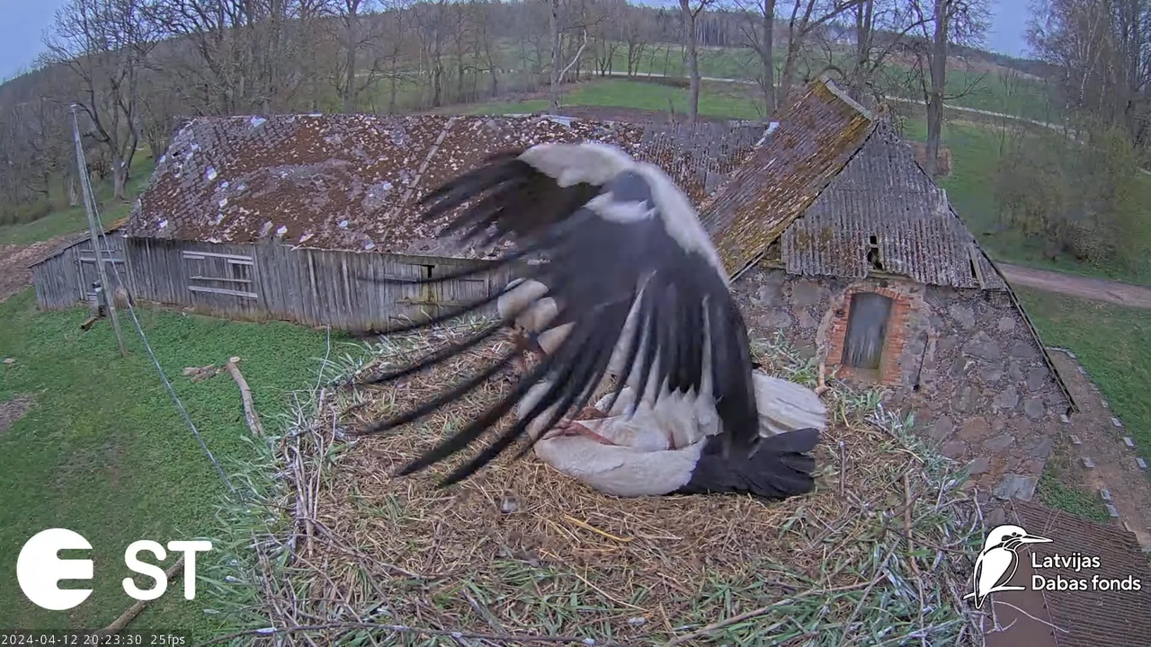 Baltie stārķi (Ciconia ciconia) Tukuma novadā - LDF tiešraide __ White storks in Tukums, Latvia 16-2