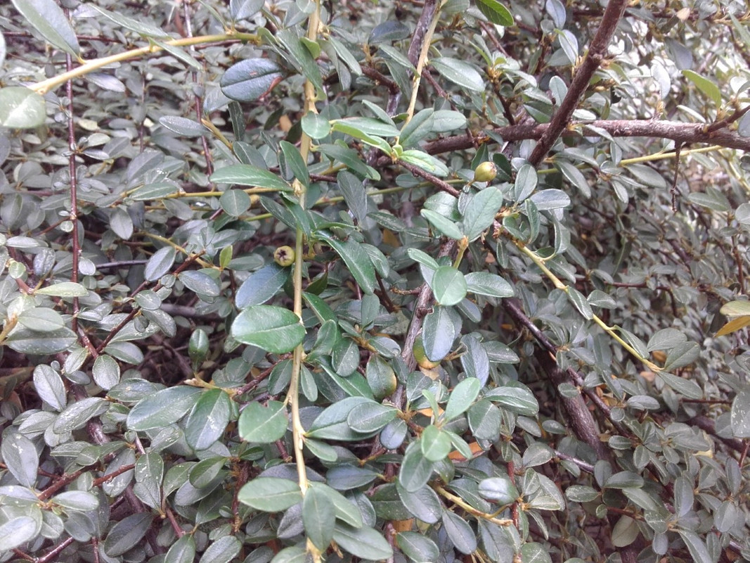 unknown plant