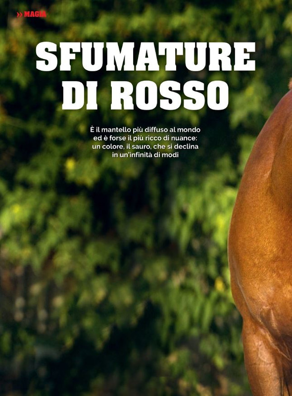 Il Mio Cav (Ago 2022) 1