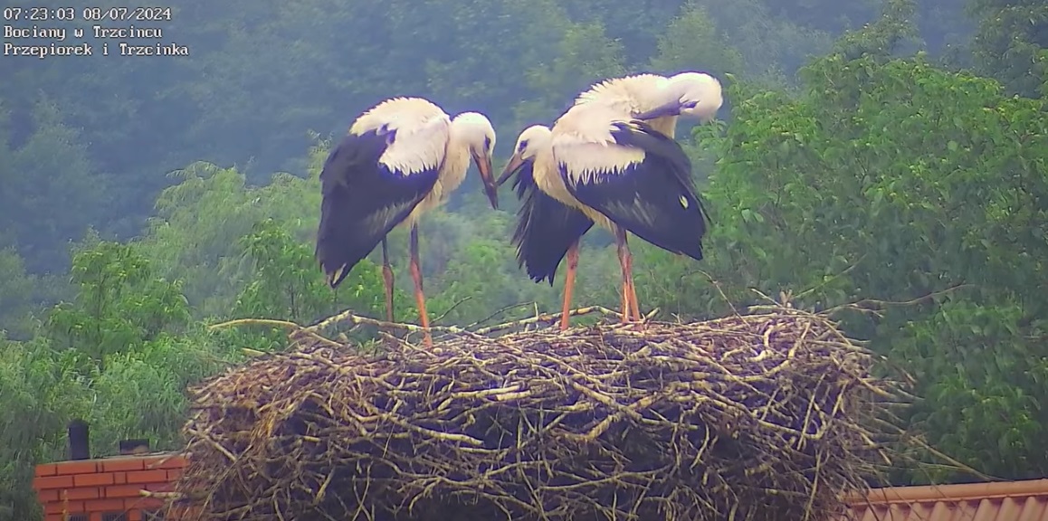 jachcetwojkawaleksianka