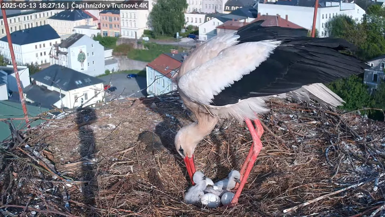 Tiešraide no stārķa ligzdas uz alus darītavas skursteņa Trutnovā 15-0-57 screenshot