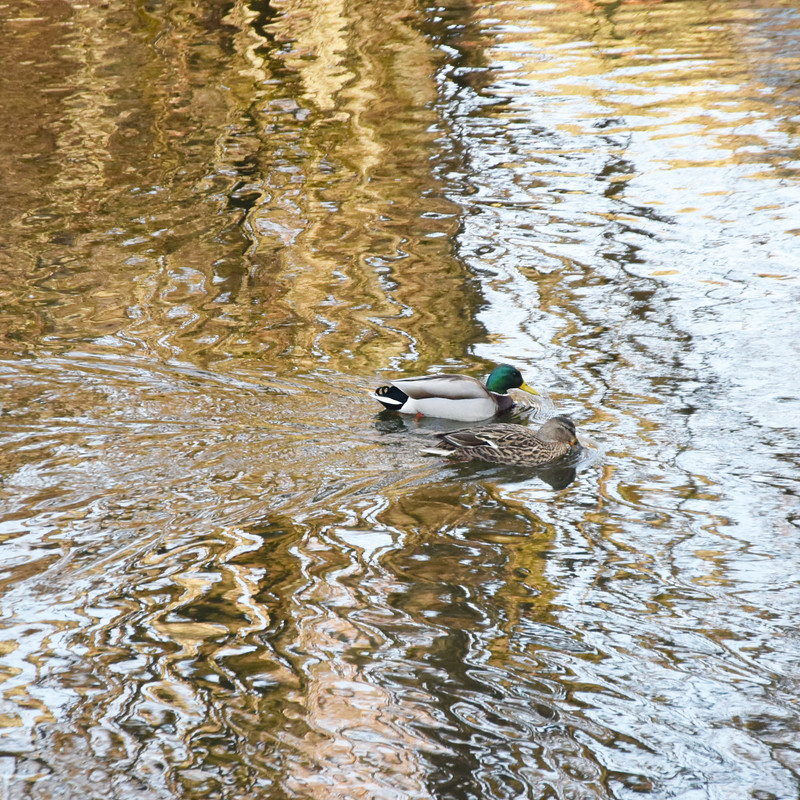 30 - Des canards dans du métal fondu