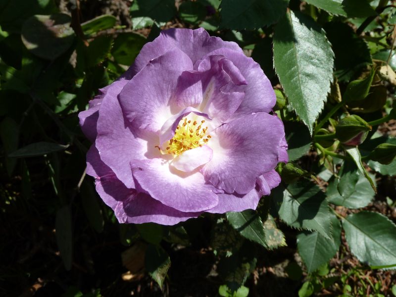 2013-06-'Blue for You'