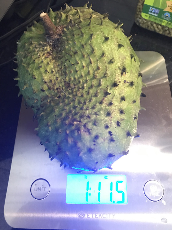 guanabana62019scale