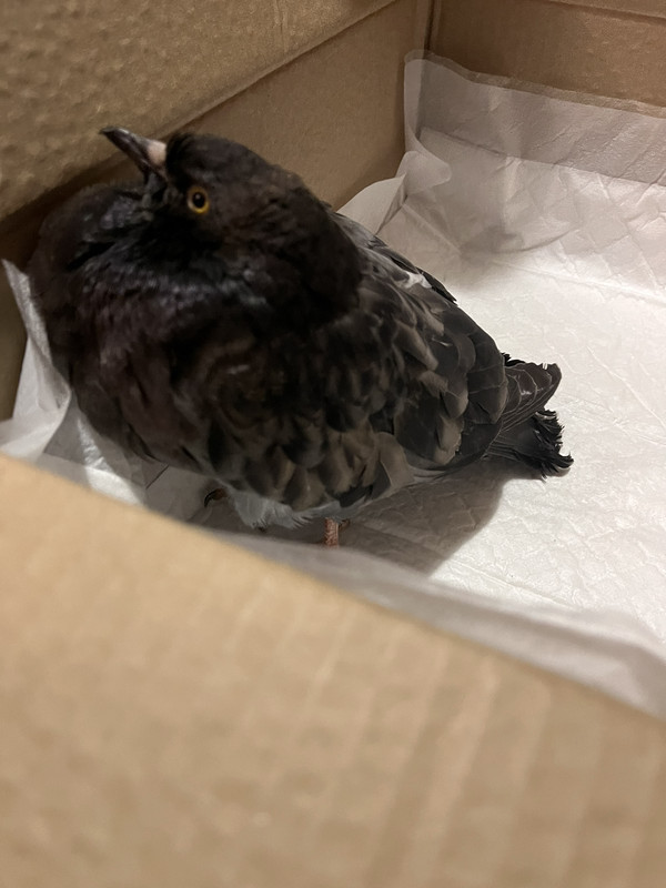 фото птички