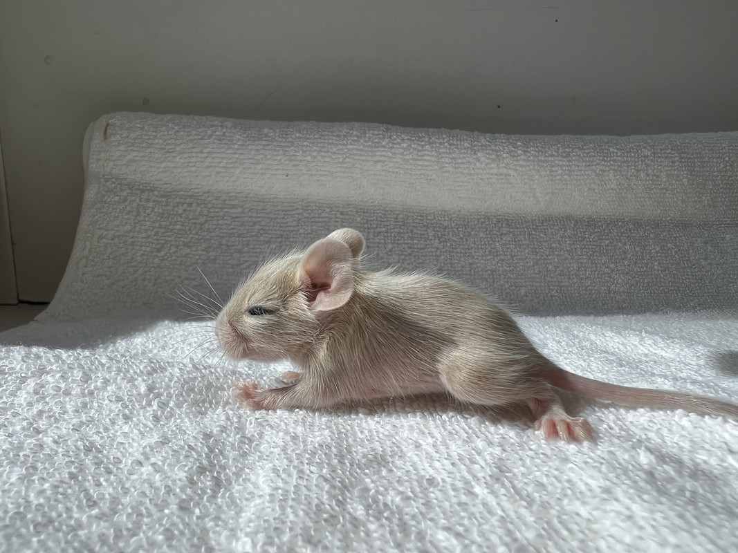 9F4DC4AF-747E-435F-9085-63930CF6D180