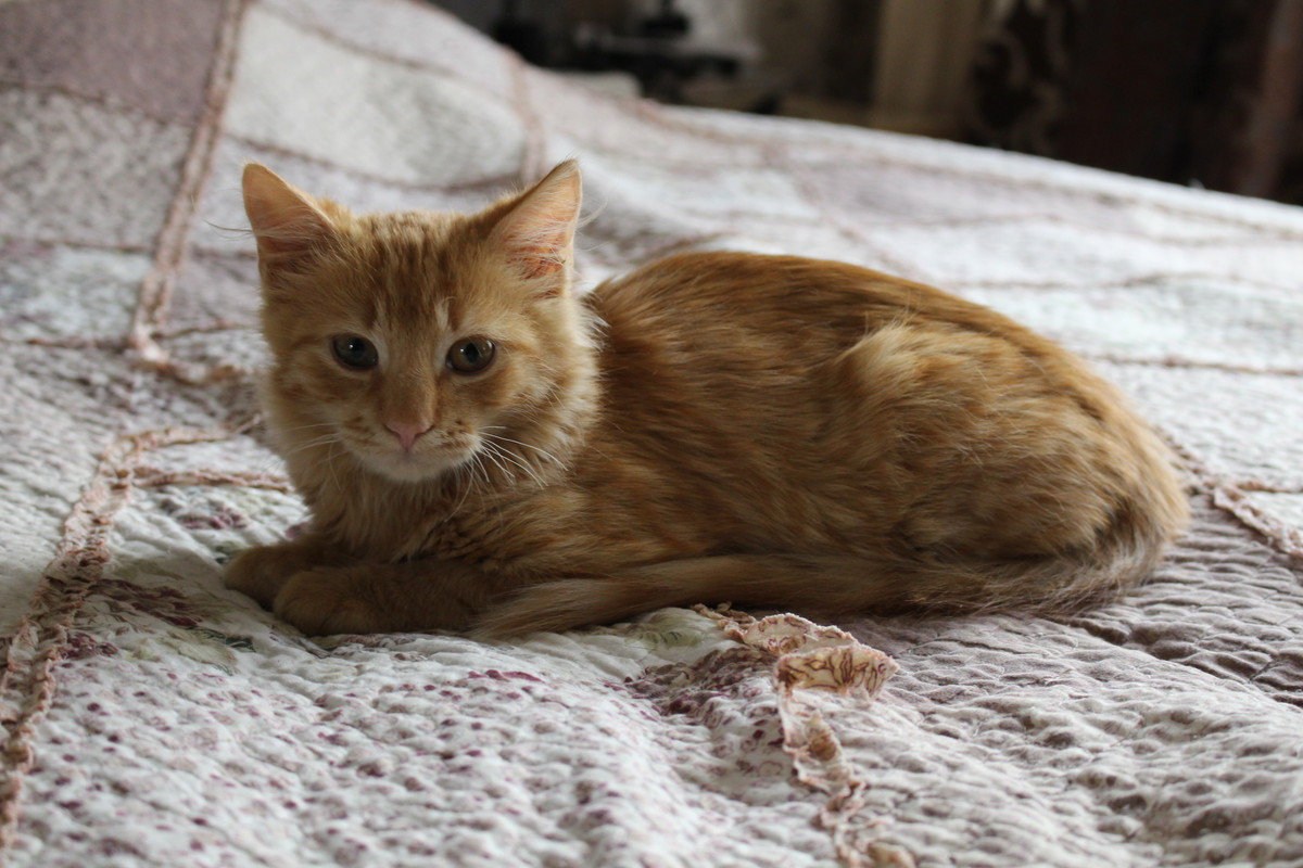 34DECA96-EDB4-4746-B8D0-1D62C897A85B