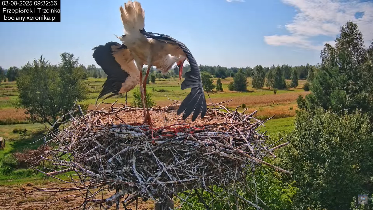 03082025bociany17