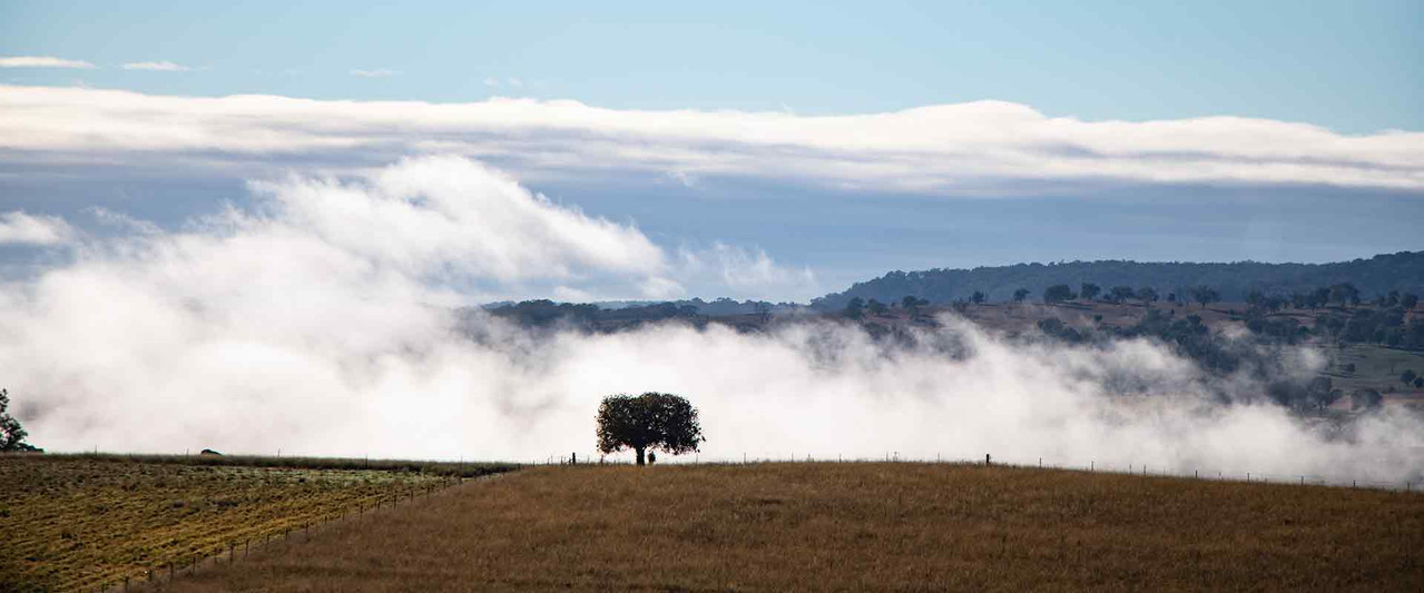 Morning mist