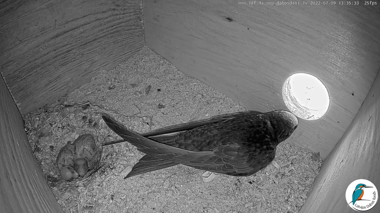 Svīre (Apus apus) Cēsu pils - LDF tiešraide _ Būris 10-44-13 screenshot