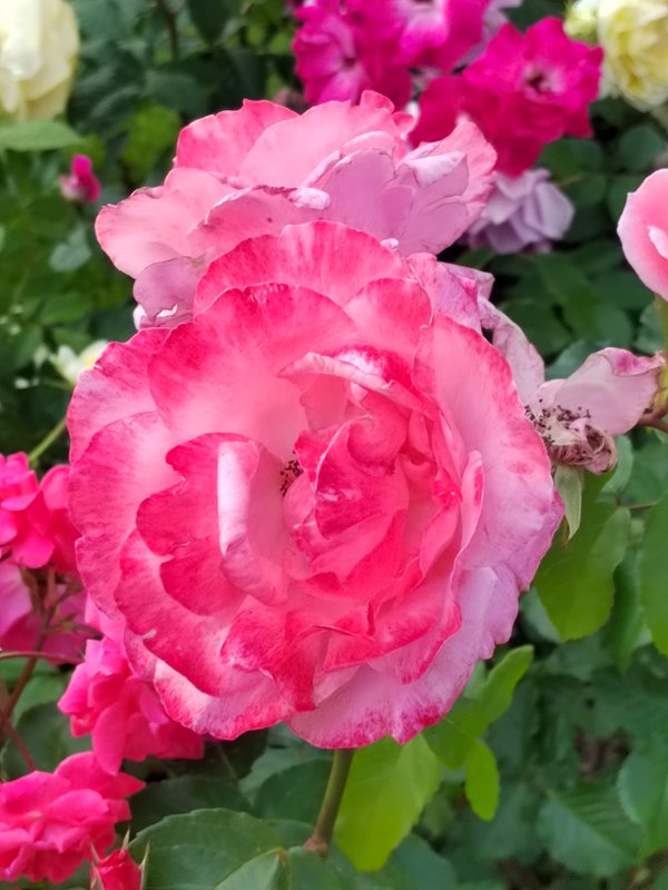 https://i.postimg.cc/nLR98bN3/053-IMG-20230706-114554-748885475901663.jpg