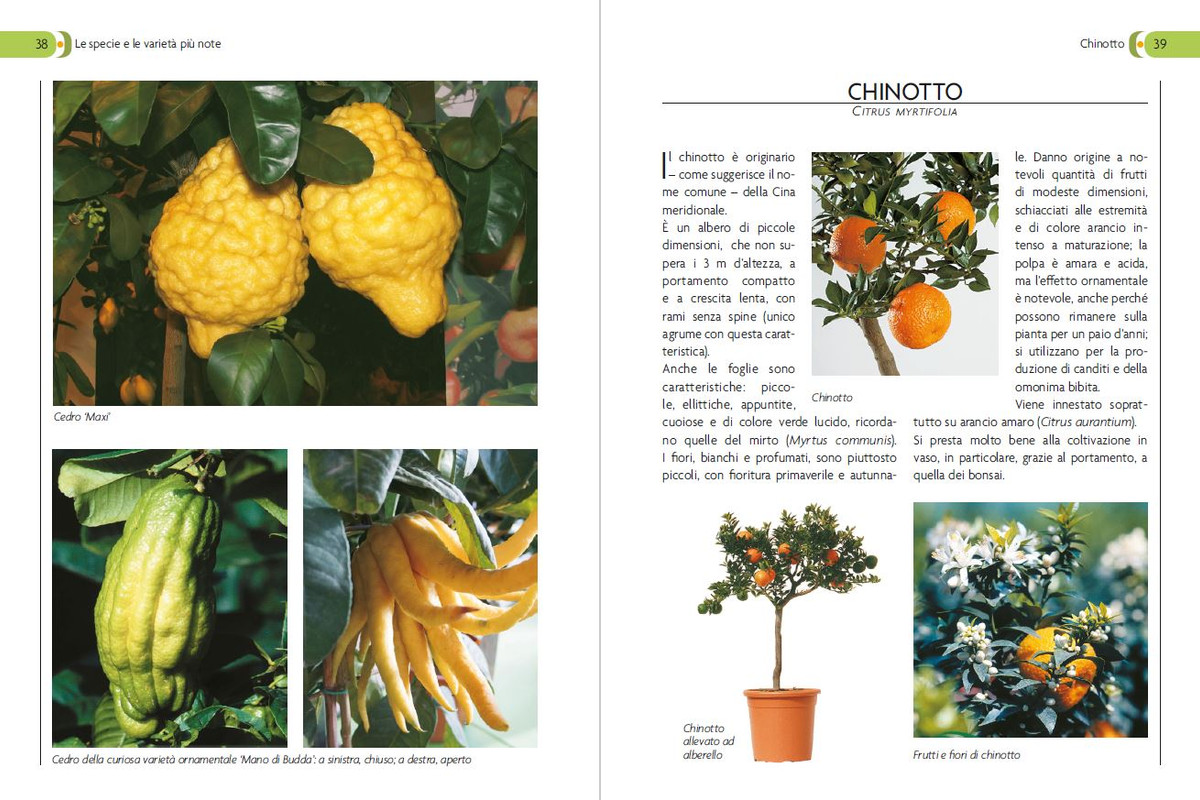 Coltivare gli agrumi (2021) 3
