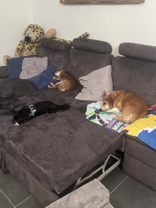 [Image: D2-C359-A0-74-F4-4677-BDCC-10-C0-B545-BD1-F.jpg]