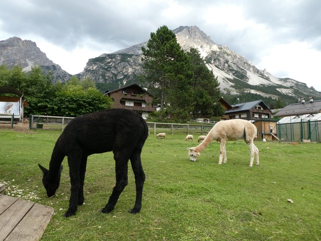 Dolomitas y noreste de Italia en verano de 2025 (En construcción) - Blogs de Italia - DÍA 2 – Lago Misurina / Cortina d’Ampezzo / San Vito di Cadore (13)