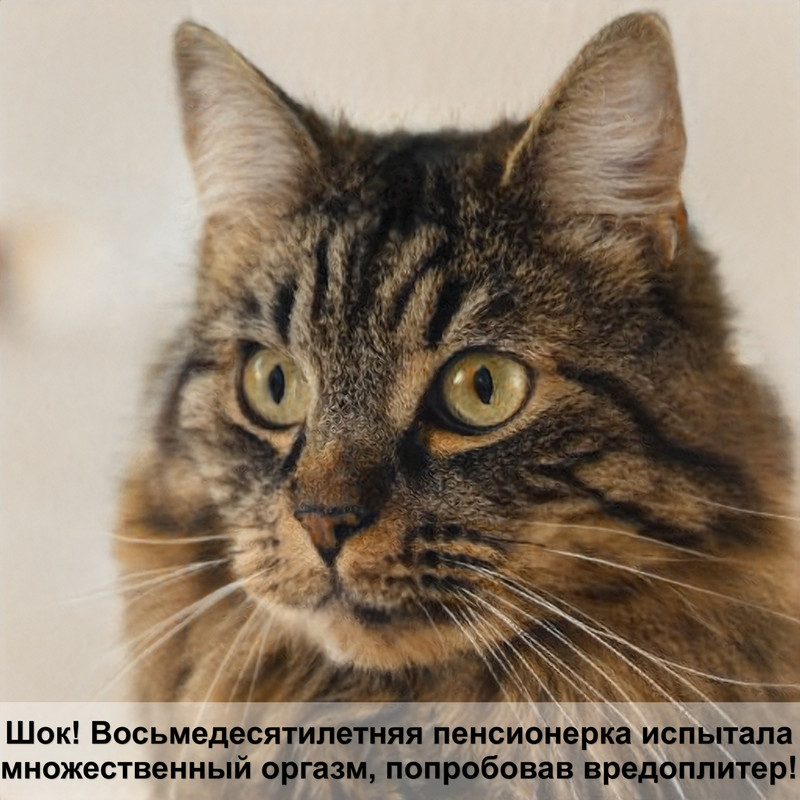 ориентальная кошка сиамского окраса