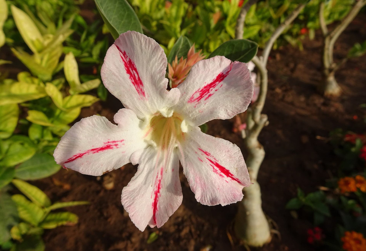 white-adenium-flower.jpg