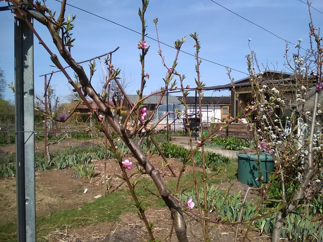 200411_Spätfrost Pfirsich