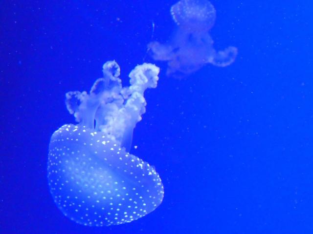 VALENCIA en un fin de semana - Blogs of Spain - Sábado 30/12: Llegada a Valencia y visita al Oceanogràfic (22)