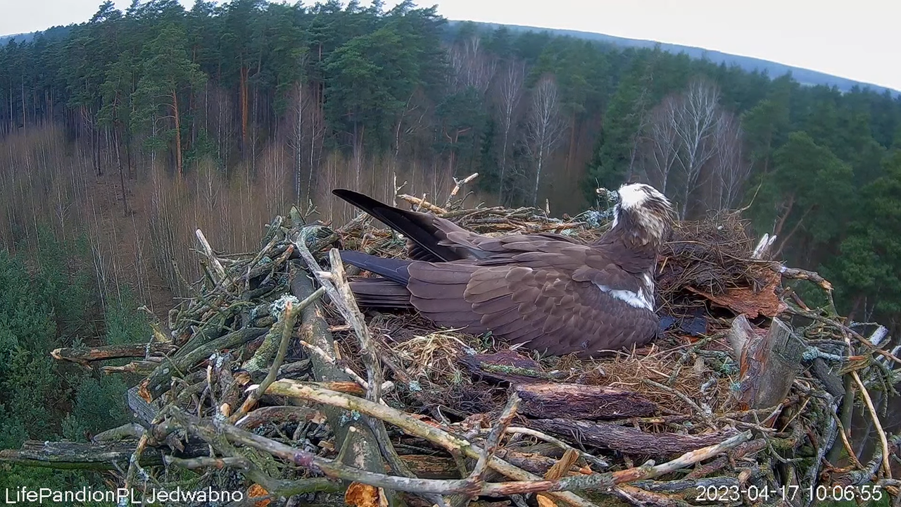 Rybołowy Online Puszcza Napiwodzko-Ramucka _ Ospreys Online in Napiwodzko-Ramucka Forest 8-48-32 scr