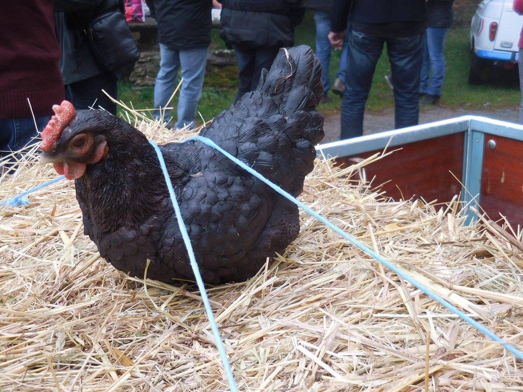 12091229_830944837026608_2647664536724683675_o