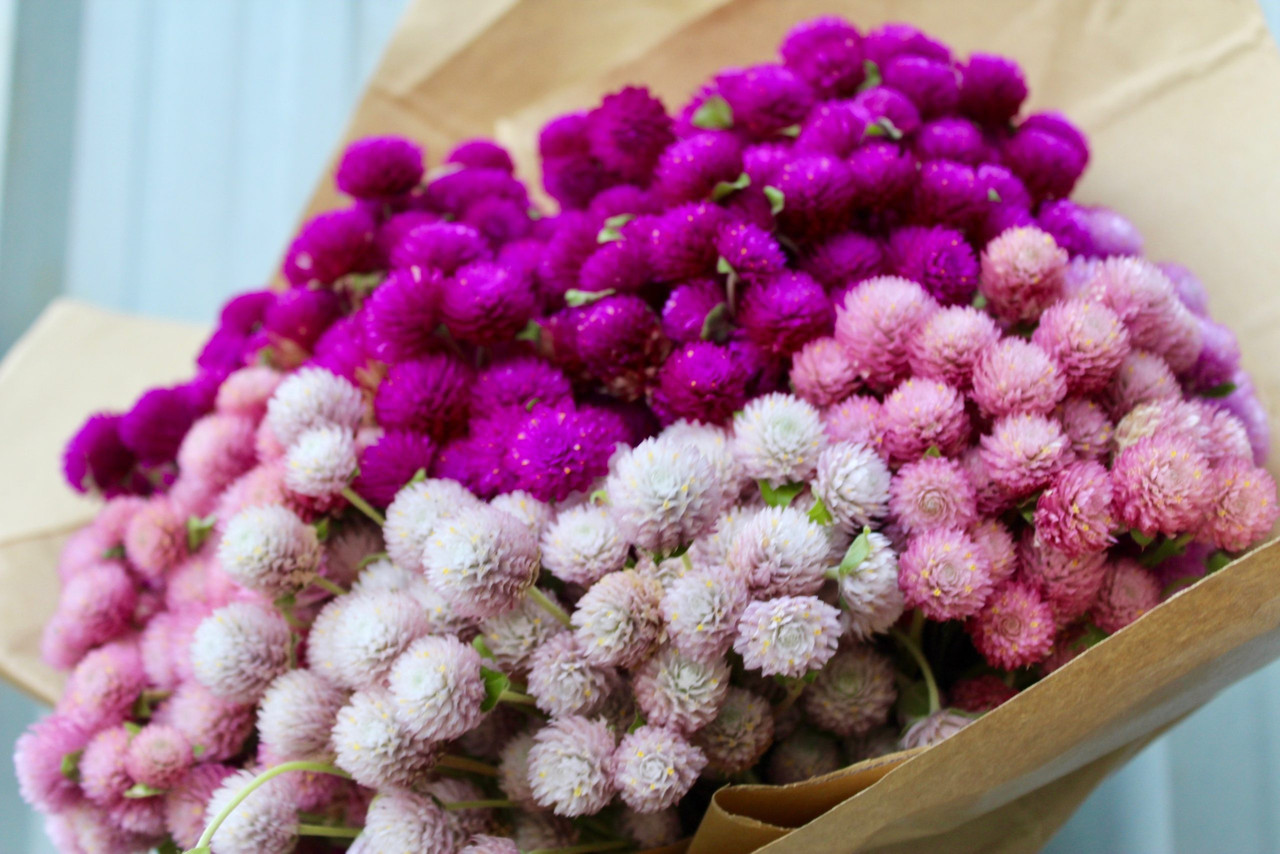 21 fullsizeoutput d2e scaled