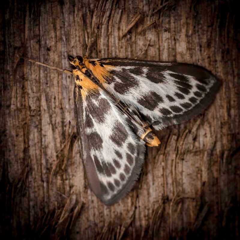 Anania hortulata (Small Magpie) - DSC_0003