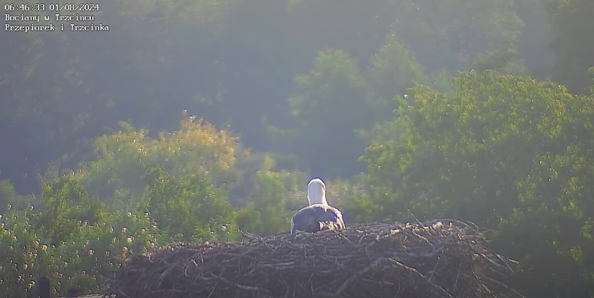 odpoczywamipatrzenawies