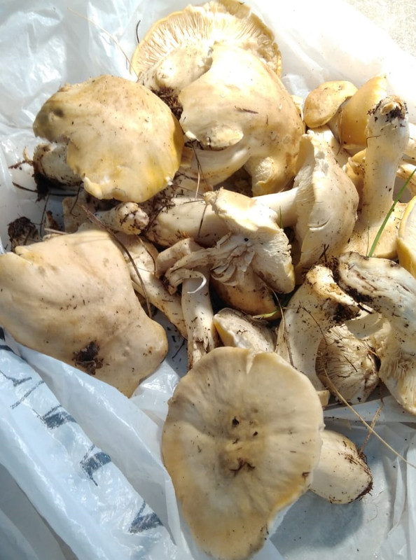 e15b9c35-2144-447a-a7c7-a32cd345ca49