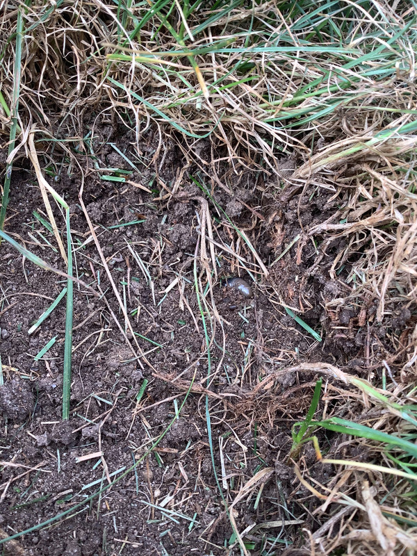 Thin roots - grubs & ants? | Lawn Care Forum