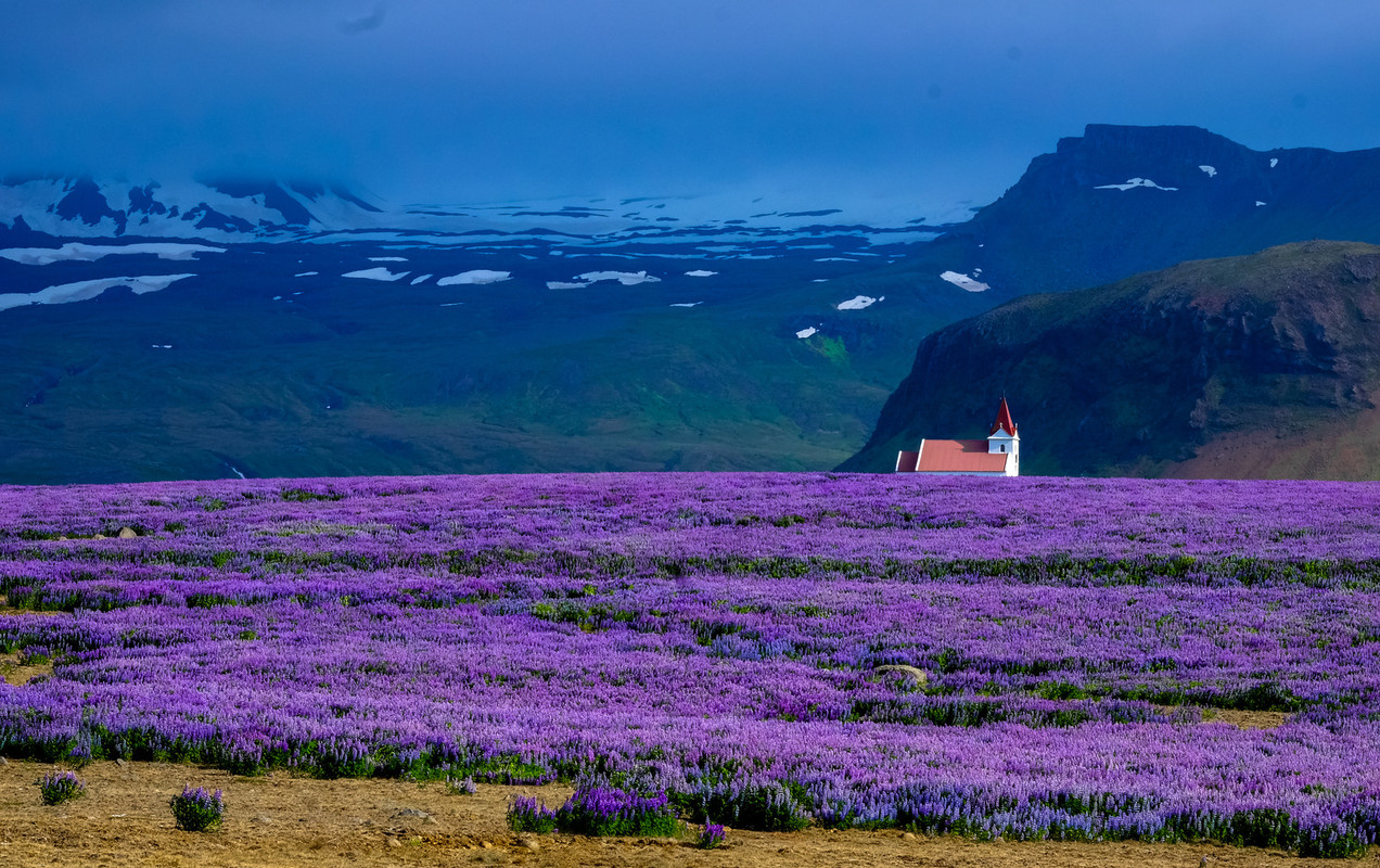 Purple-Flower-Field.jpg