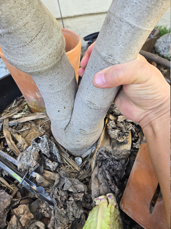 17705798145603032457790031816464