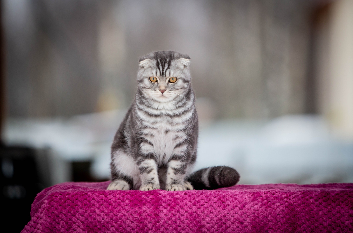 --------- (1 из 1)