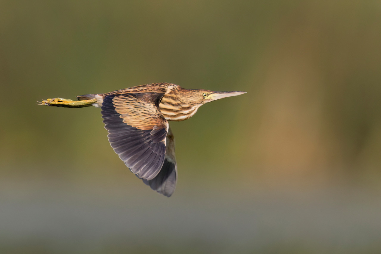 Woudaap vanaf een bootje op het Tisza-meer Hongarije.