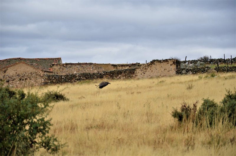 EMBALSE DEL PONTON ALTO-14-10-2012-SEGOVIA - Paseando por España-1991/2024 (48)