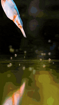 daily-gifdump-3390-26.gif