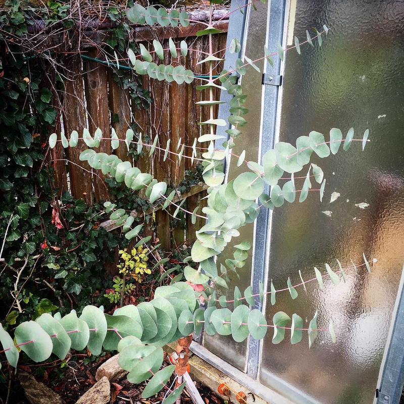 Eucalyptus 46754924-272067650169786-9097952003899785216-n