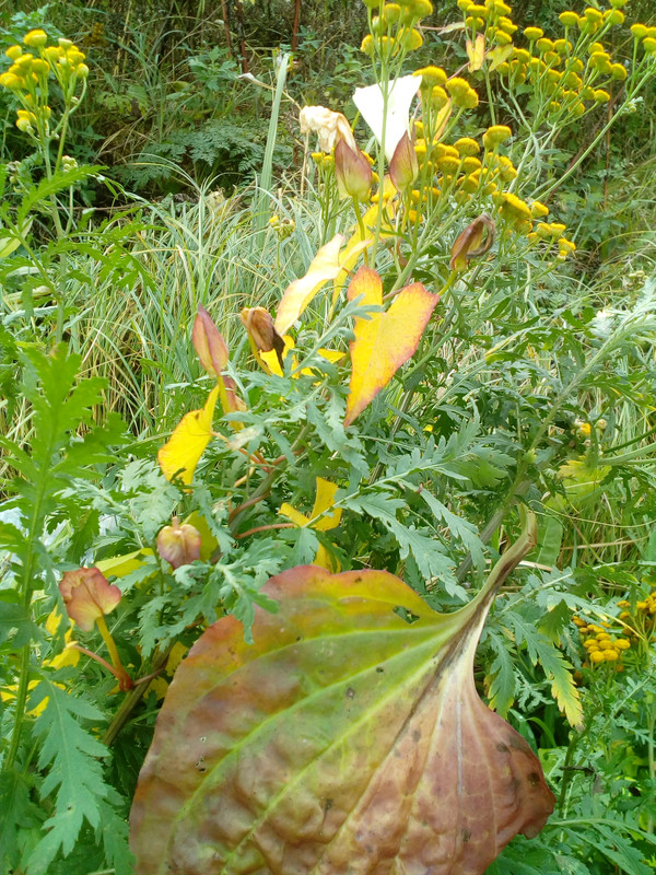 IMG_20171008_141223_2CS