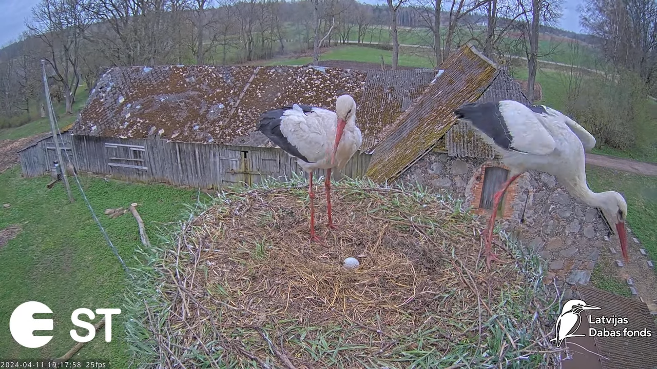 Baltie stārķi (Ciconia ciconia) Tukuma novadā - LDF tiešraide __ White storks in Tukums, Latvia 13-3