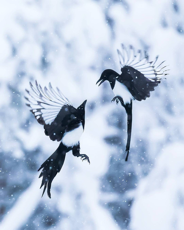 Burung
