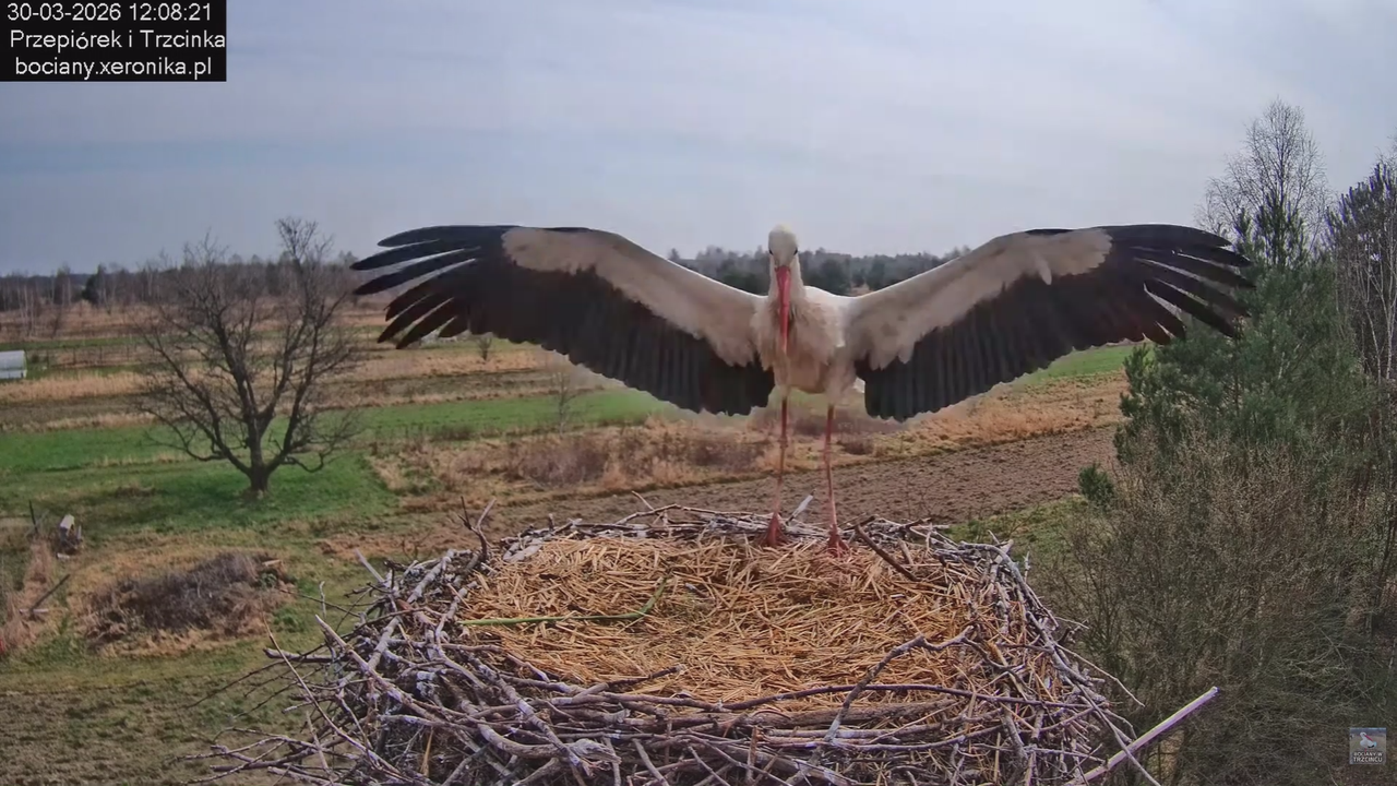 30032026bociany 3