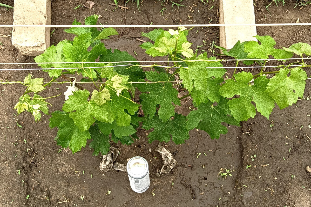 Мерло_20230529_131536