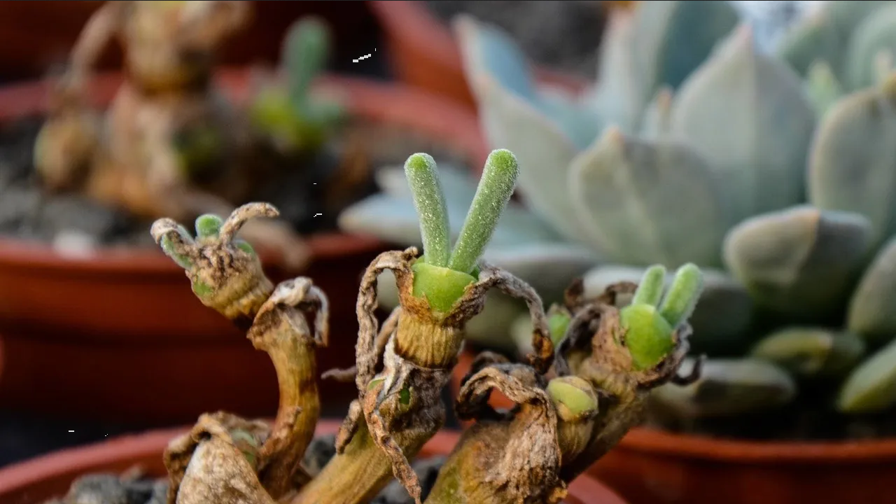 Esta es la suculenta que tiene orejas de conejo y que puedes tener en casa
