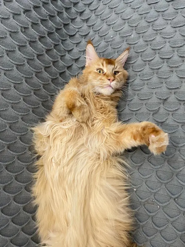 984COJwrkDxLqTaaCD_q28Mfre6fY6Ev_bwT0oH9v3qMx9J54VksN4Ff5NB-OD-YAsCuVtuA5ns05Tc5PDSjP6NN